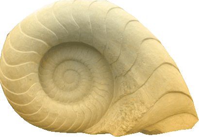 Ammonit als Symbol des Wandels